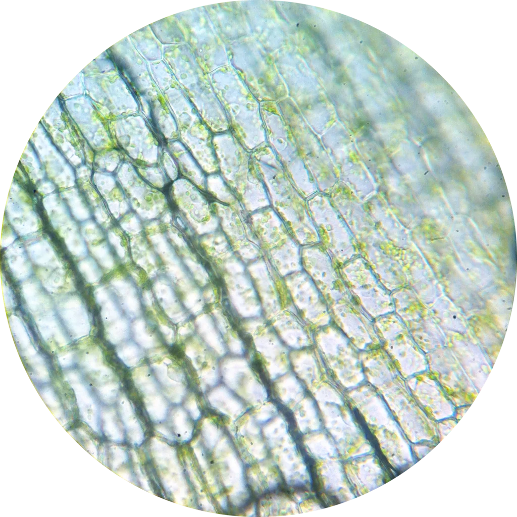 Célula Vegetal