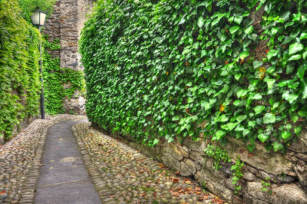 Jardín Vertical