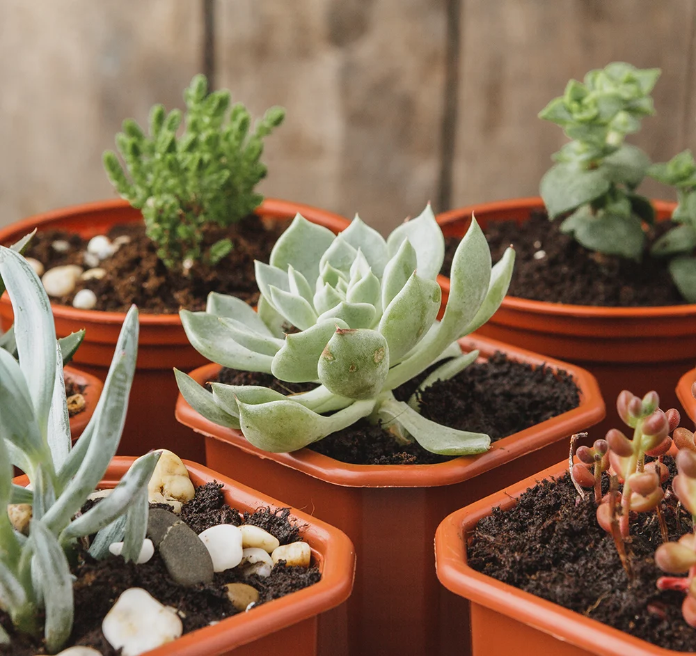 Plantas Suculentas